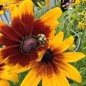 Meet your Posher, Bev